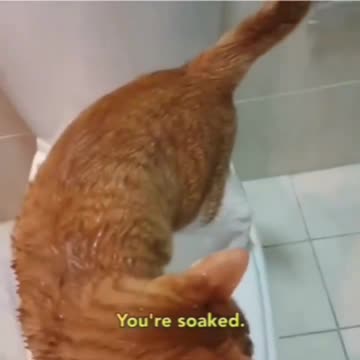cat takes a shower