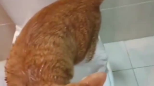 cat takes a shower