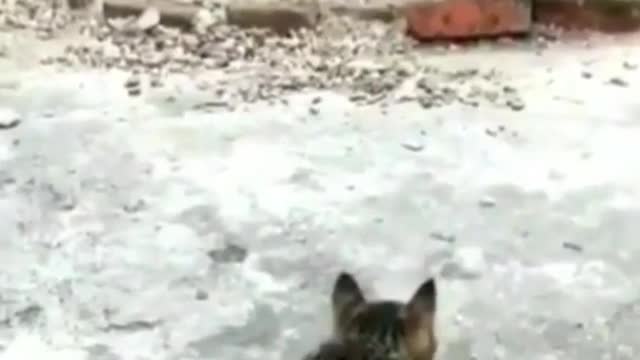 This cute cat prank chichan