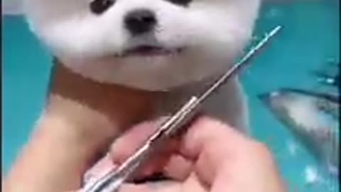 Dog grooming ll Dog Haircut