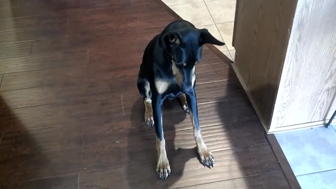 SMARTEST DOG IN THE WORLD - UNSEEN -EXCLUSIVLY RUMBLE