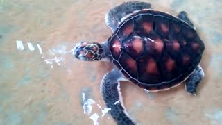 Lover Turtle