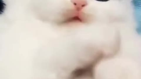 Baby Cats - Cute and Funny Cat Videos Compilation is very cute
