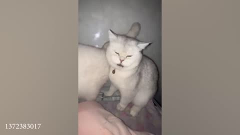Funny cat video