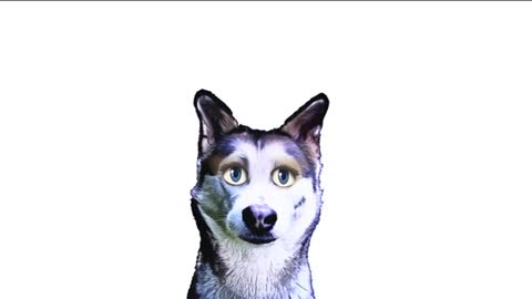 How A Siberian Husky Barking - Sound Effect - Animation