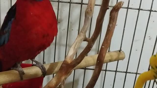 parrot rosella