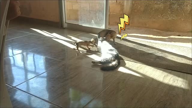 Teco, little dog teasing the cat in his moment of rest. Part 1