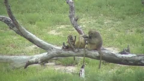 Baboon Grooming Session At Djuma Waterhole