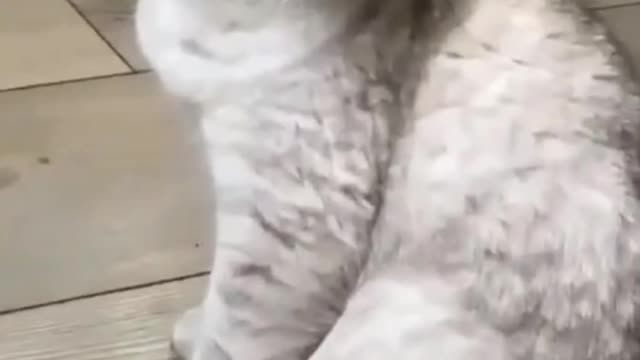 Funny cat