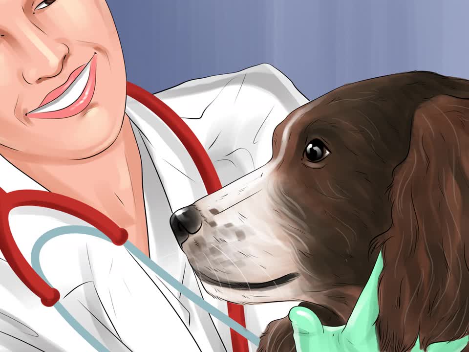 How to Treat a Dog through Stroke