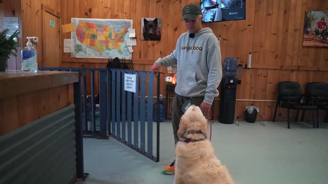 THE HARDEST PULLING DOG IN THE WORLD GETS TRAINED!