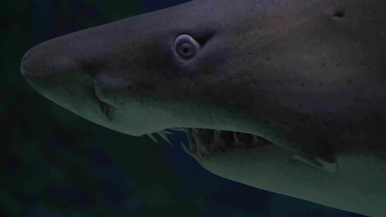 SHARK staring at you !!