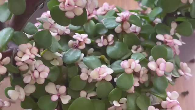 Heart-shaped pink flower pot