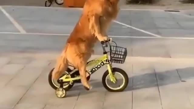 funny animals funny dogs videos