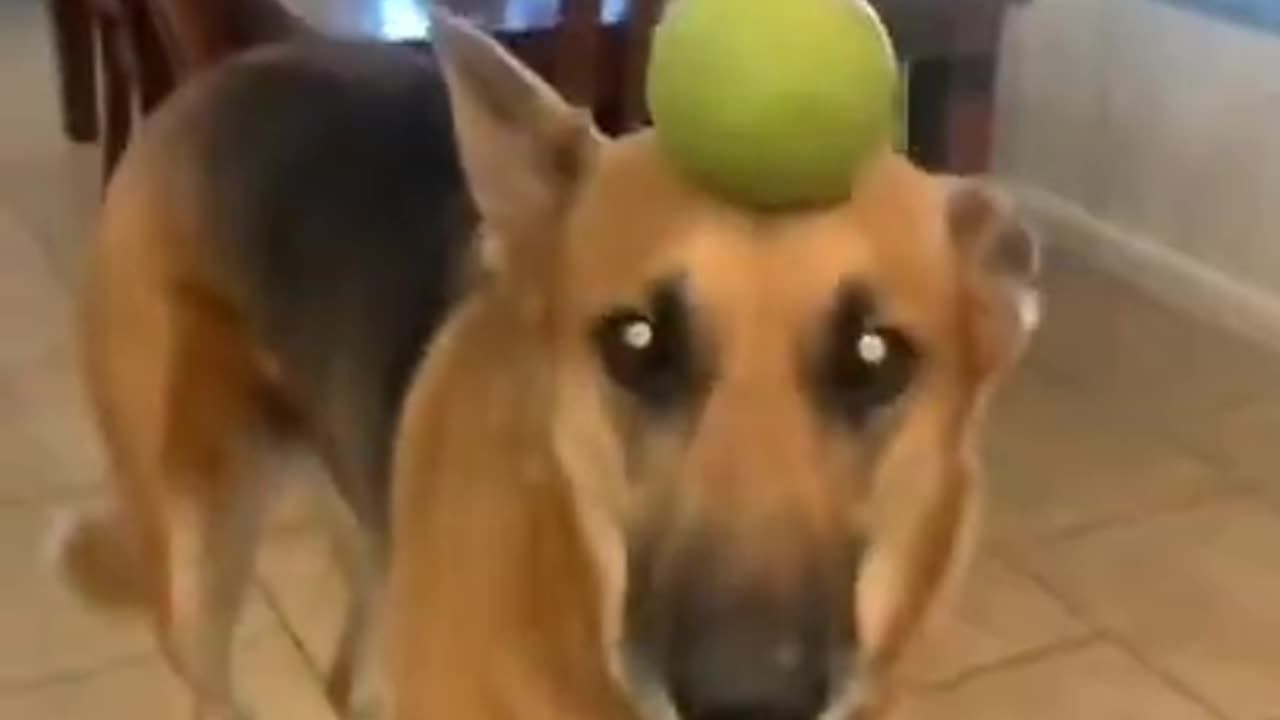 Dog funny video