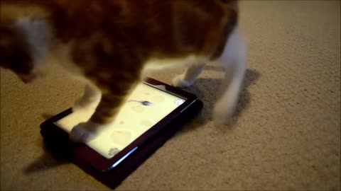 Cat vs ipad