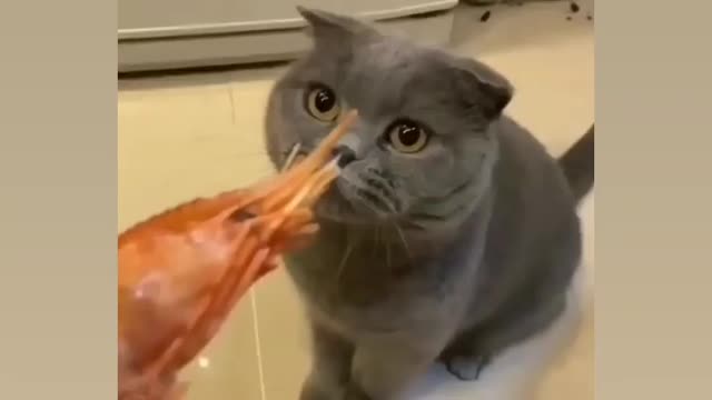 The cat doesn't like shrimp٠😂😂