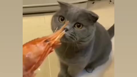 The cat doesn't like shrimp٠😂😂