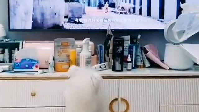 A dog that starts barking from a distance can't hurt