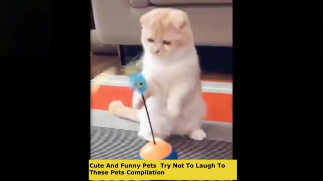 Cute and cuddly pets compilation