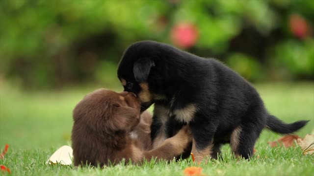 Lovely stunning dogs