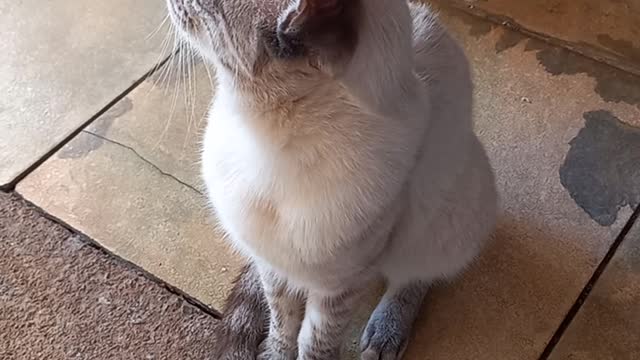 Triste 😢 com falecimento do cãozinho jek