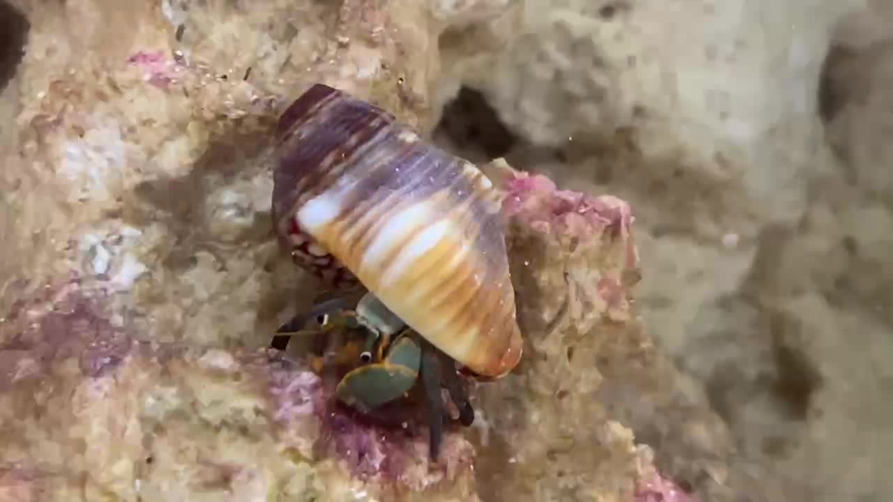 Zebra Hermit Crab Climbing