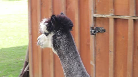 Alpaca Dude Looking Cool!!!!!!