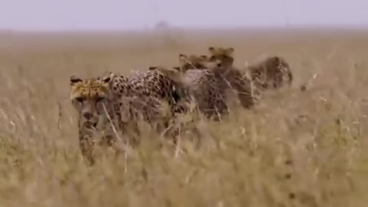 Hunter cheetah