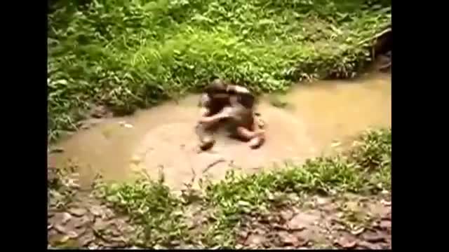 Se fosse vc,o que faria para escapar?