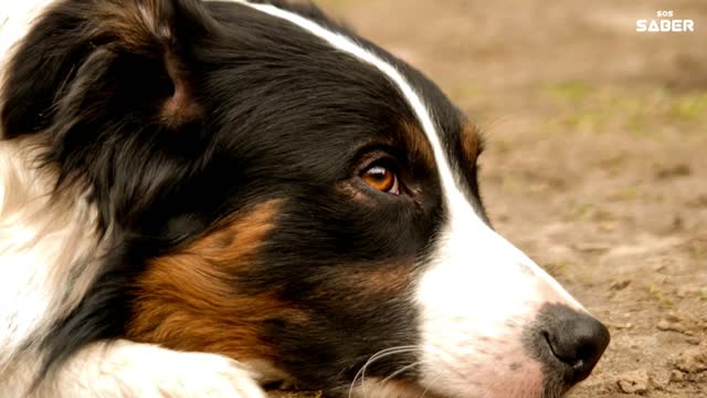 12 coisas importantes sobre seu cachorro.