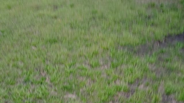 Happy cows
