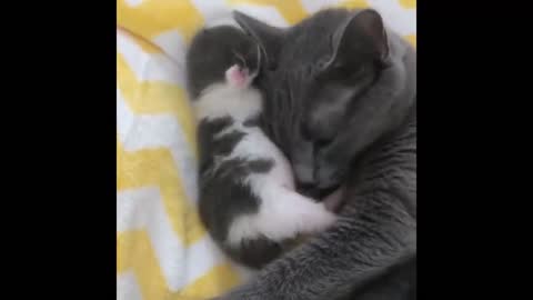 kitten with mother cat