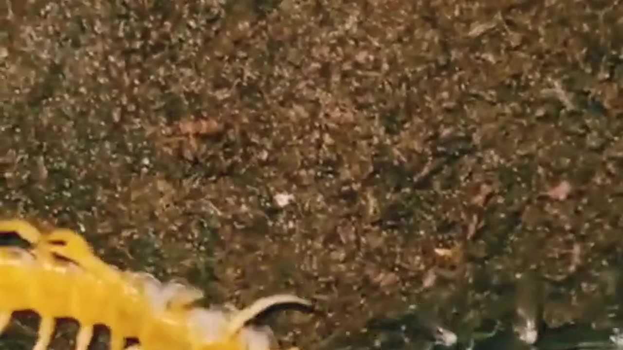 Scorpion vs Centipede