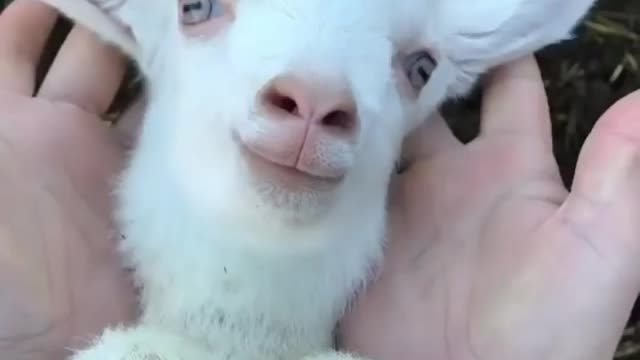 Funny sheep