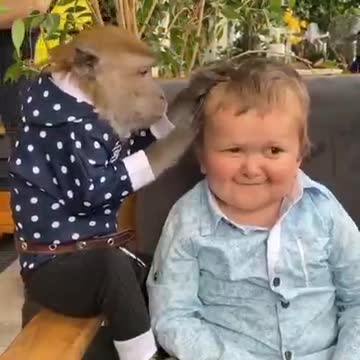 Cute Monkey is Finding Lice for the Cute Boy