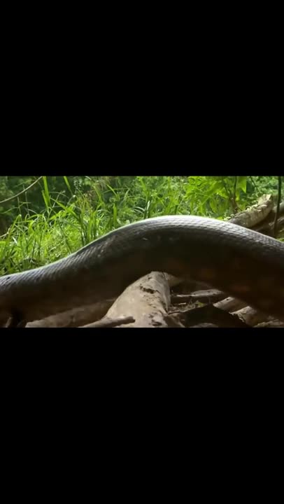 Amazing Giant Anaconda World's longest snake found in Amazon River #short #viral #snake #anaconda