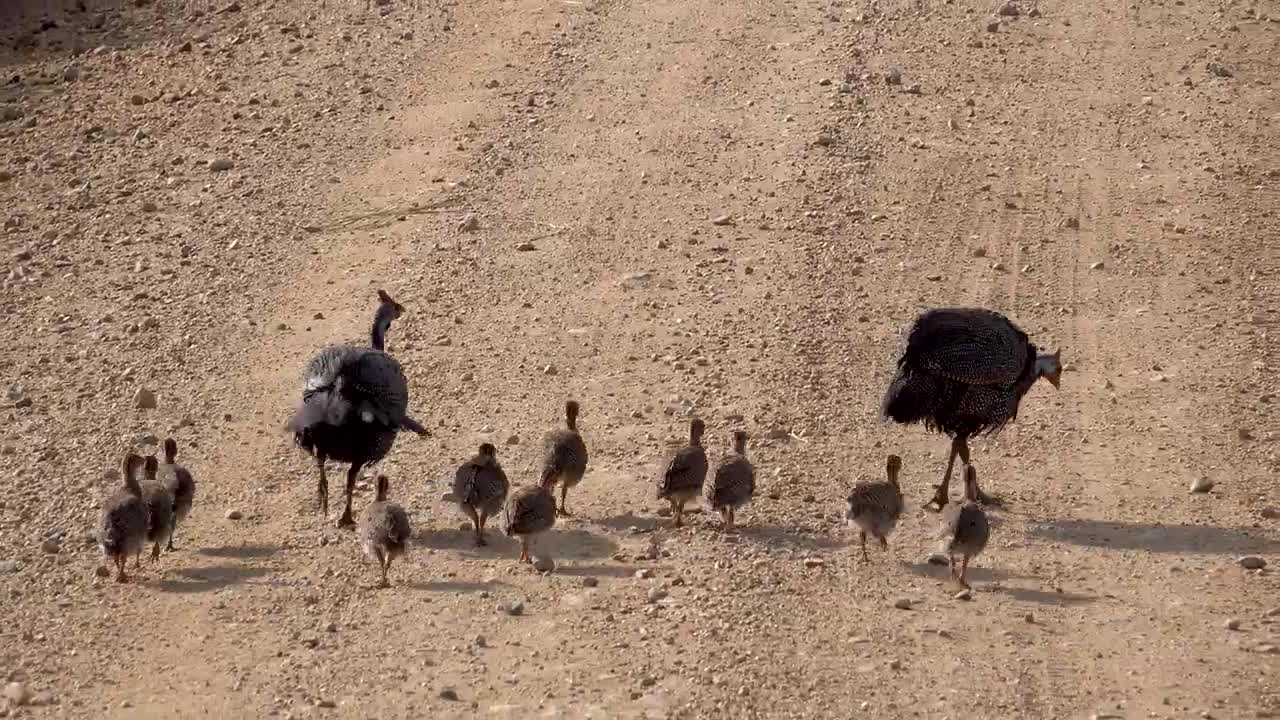 Serengeti National Park, Tanzania