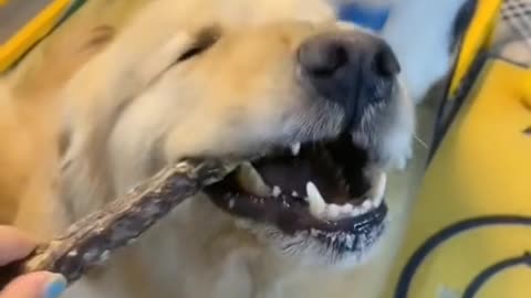 Crunch crunch #dog
