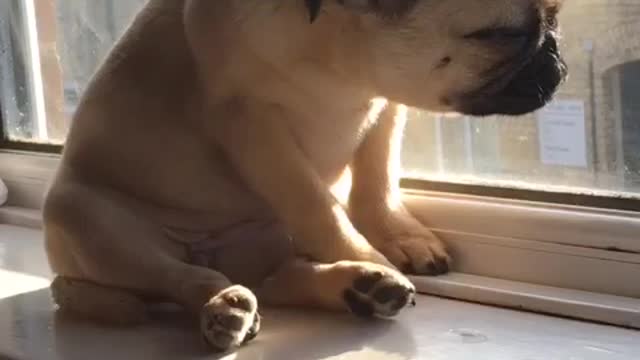 Cute pug puppy tries her hardest not to fall asleep