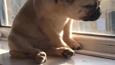 Cute pug puppy tries her hardest not to fall asleep