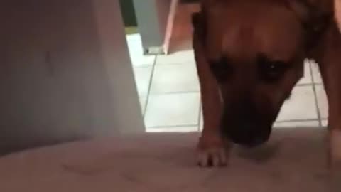 Pitbull climbing mattress on stairs