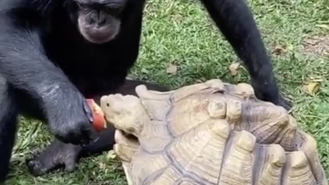 When an animal is given lessons