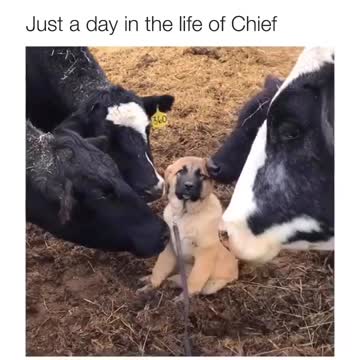 Puppy Gets Swarmed With Kisses From Various Farm Animals
