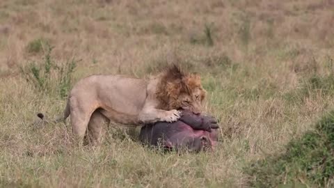 Male Lion Catch Hippo.