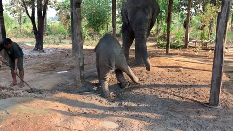 เละ!! บอกได้คำเดียว คลุกโคลน ชายเลิฟ baby elephant