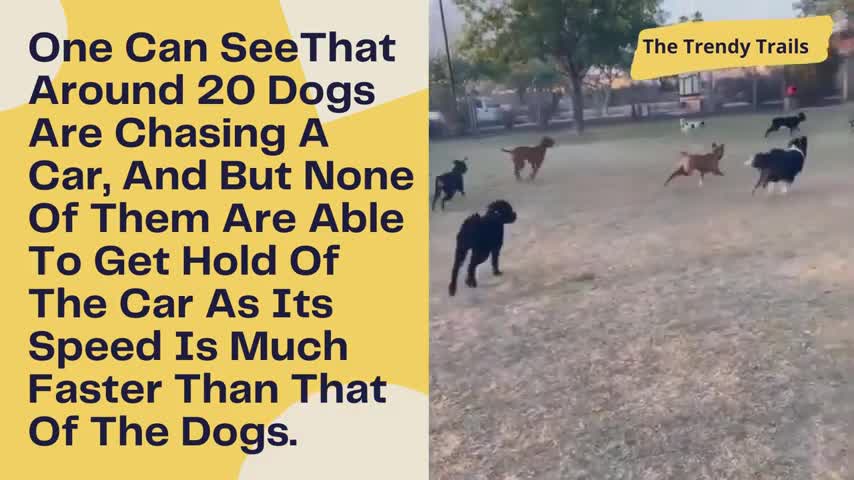 Viral Video Of Park Full of Dogs Chasing A Remote Controlled Toy Car Will Leave You Amazed | WATCH