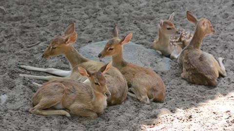 Resting Deer