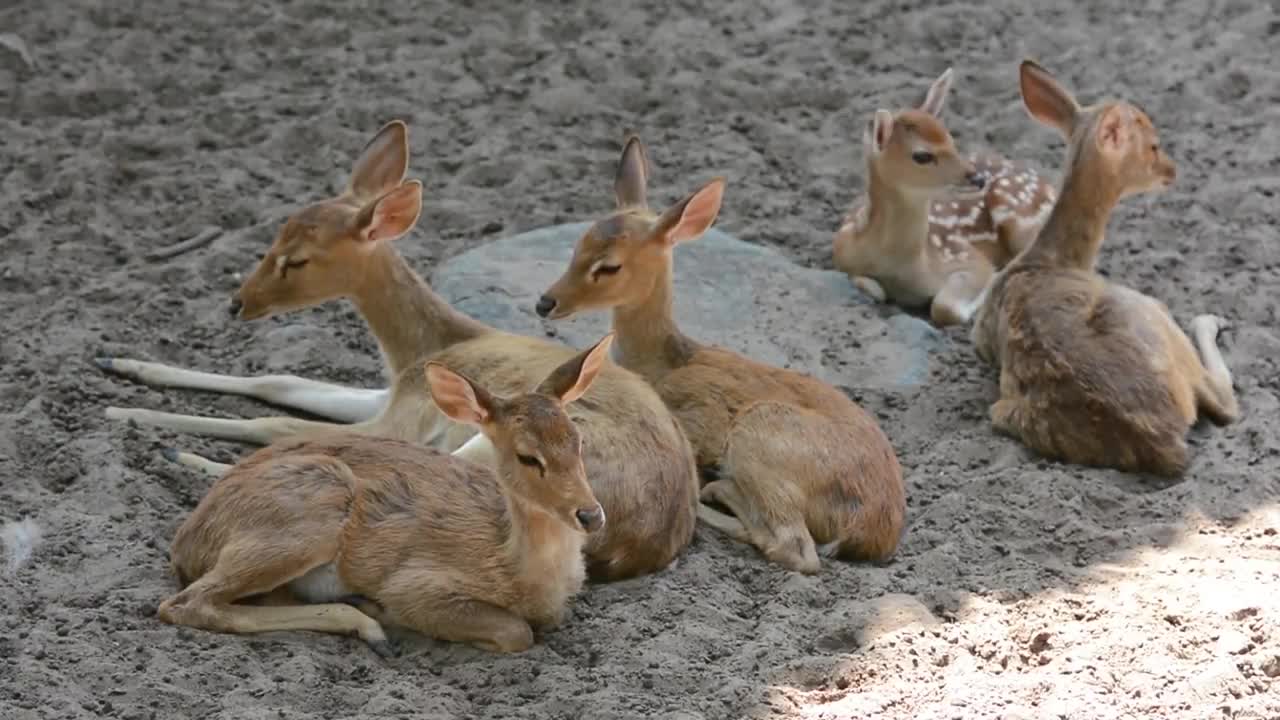 Resting Deer