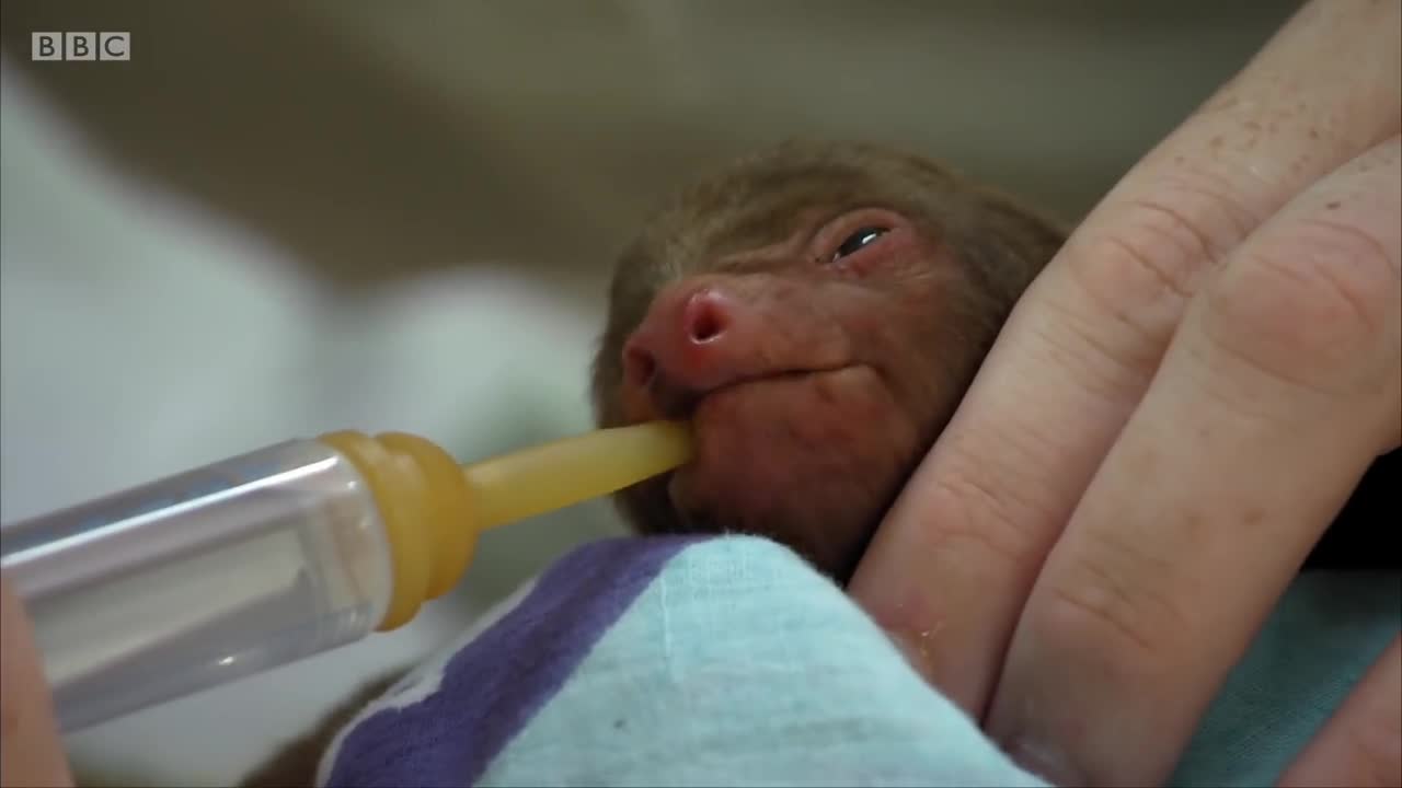 Adorable baby sloth finds a new home